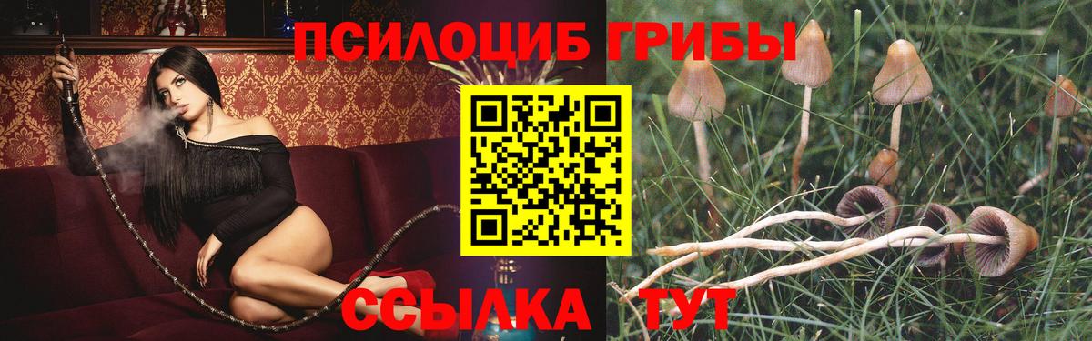 Псилоцибиновые грибы Psilocybine cubensis Североморск